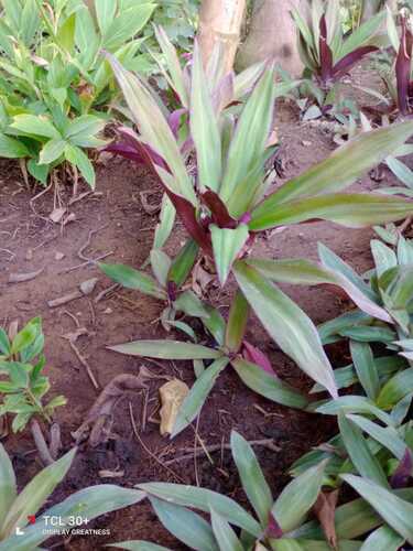 Moses-in-the-cradle (Tradescantia spathacea)