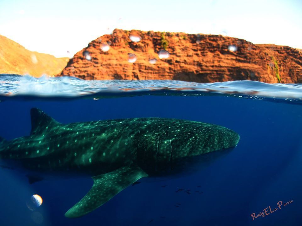Basking shark (Rhincodon typus) — Rhincodontidae