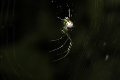 Leucauge argyrobapta