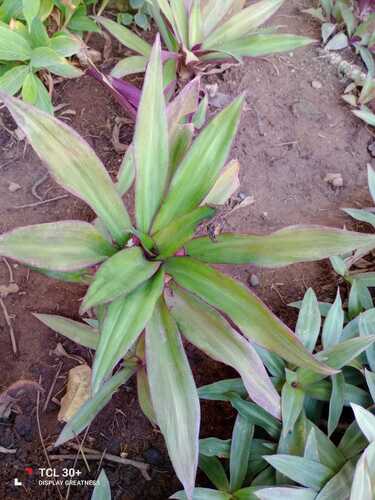 Maguey morado (Tradescantia spathacea)