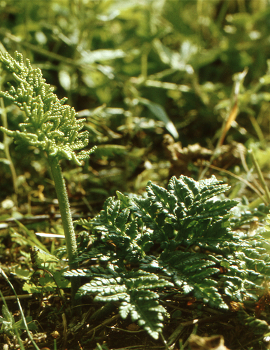 Sceptridium robustum (Sceptridium robustum)