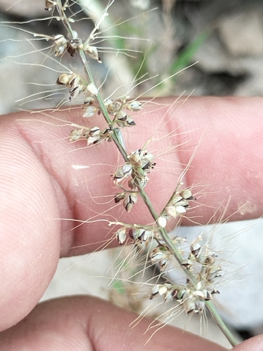 Liebmann's Bristlegrass (Setaria liebmannii)