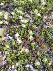 Gaultheria nubicola
