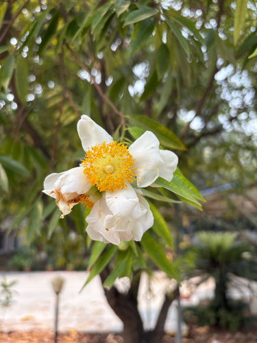 Ceylon ironwood