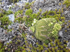 Hectorella caespitosa