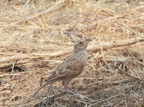 Singing Bushlark