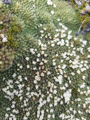 Kelleria childii