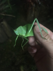 Steirodon