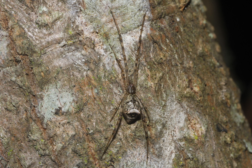 Neopisinus