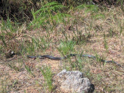 Red-bellied Black Snake sighting