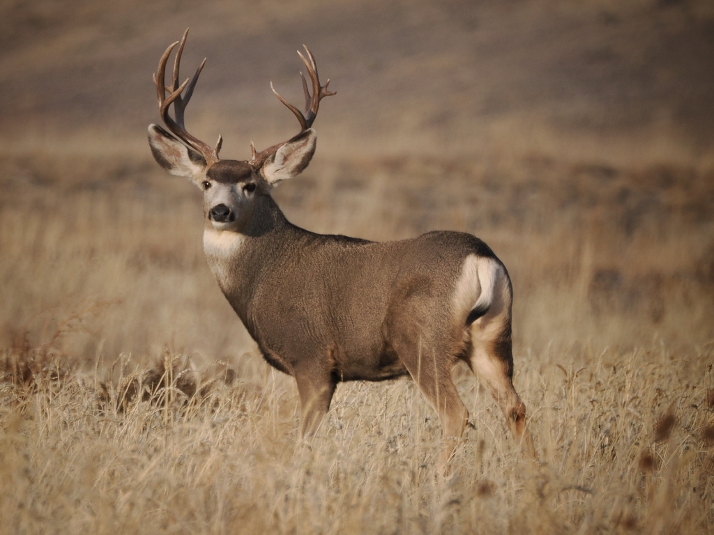 Tiburon Island Mule Deer