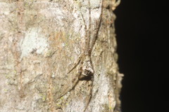 Neopisinus cognatus