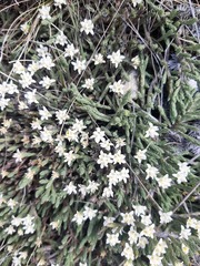 Kelleria villosa