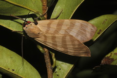 Pachydota