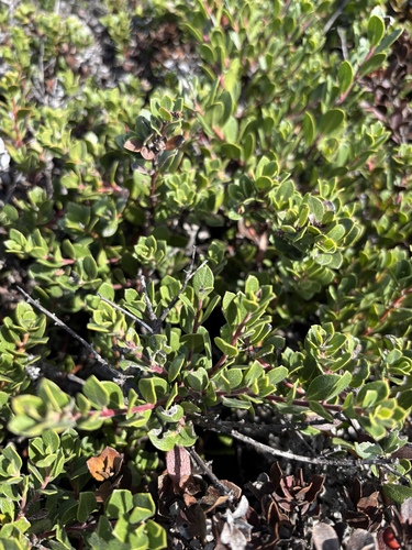 Arctostaphylos pacifica, 2025-11-22