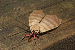 Pachydota