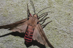 Pachydota
