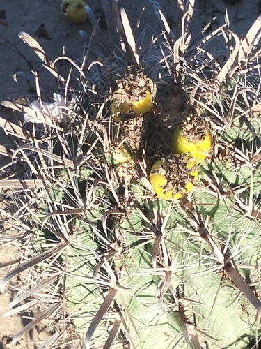 Ferocactus santa-maria