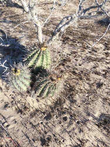 Ferocactus santa-maria