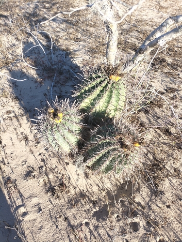 Ferocactus santa-maria