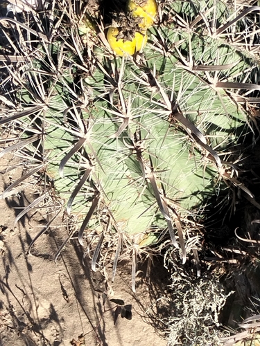 Ferocactus santa-maria