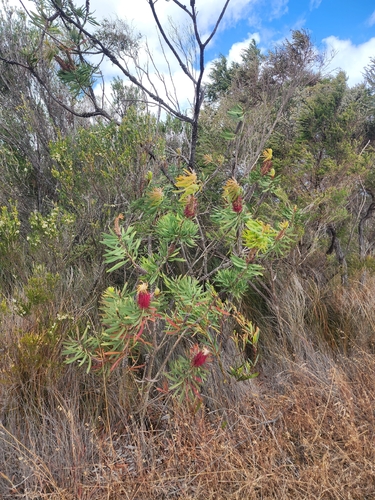 Swamp Bottlebrush (Melaleuca glauca)