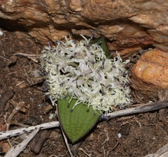 Lachenalia pygmaea