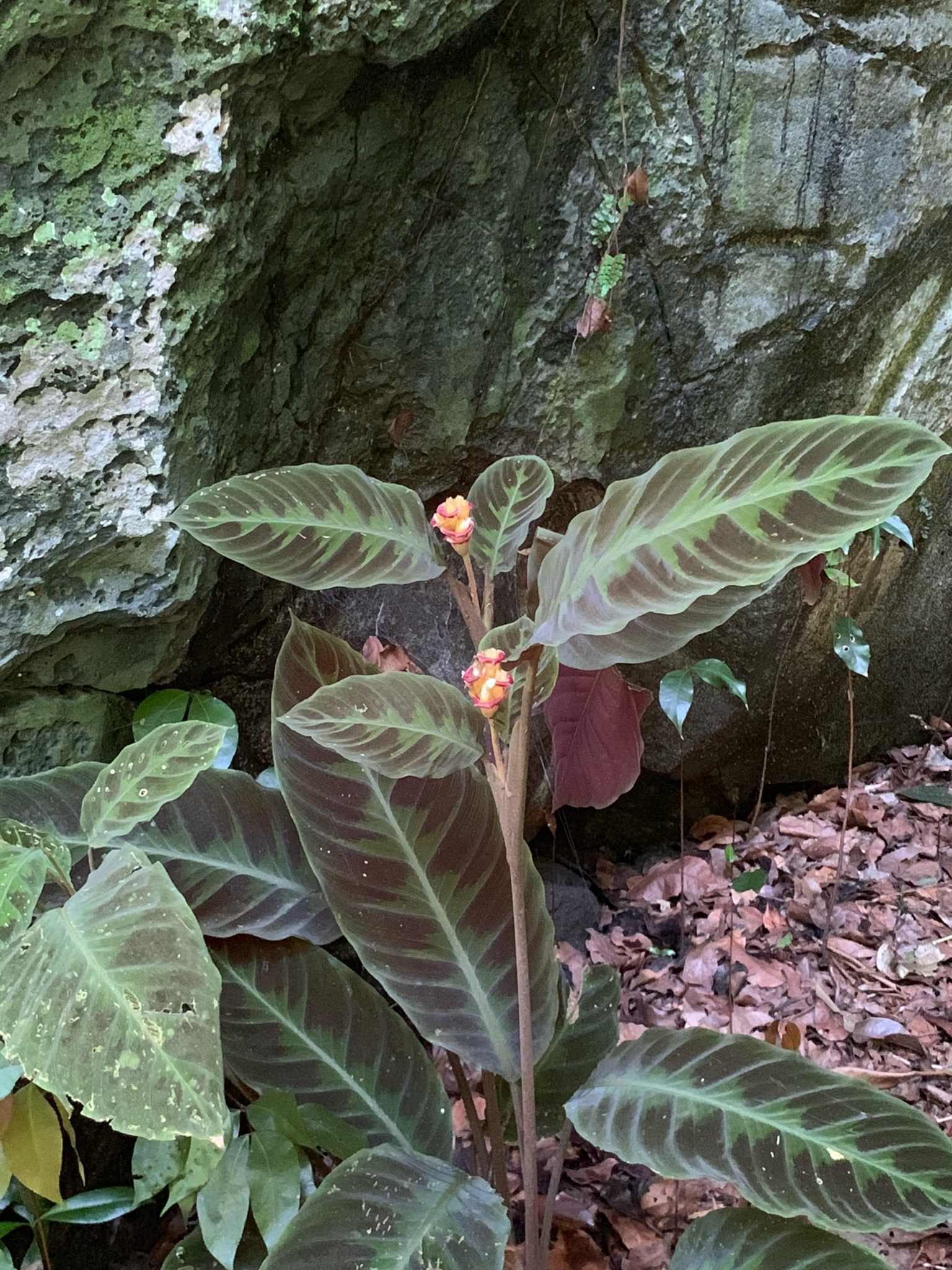 Calathea warscewiczii