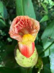 Costus laevis, photograph (c) Mark Valen, some rights reserved (CC BY)