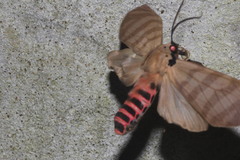 Pachydota