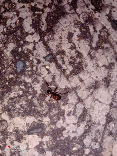 Chicatana Leafcutter Ant (Atta mexicana)