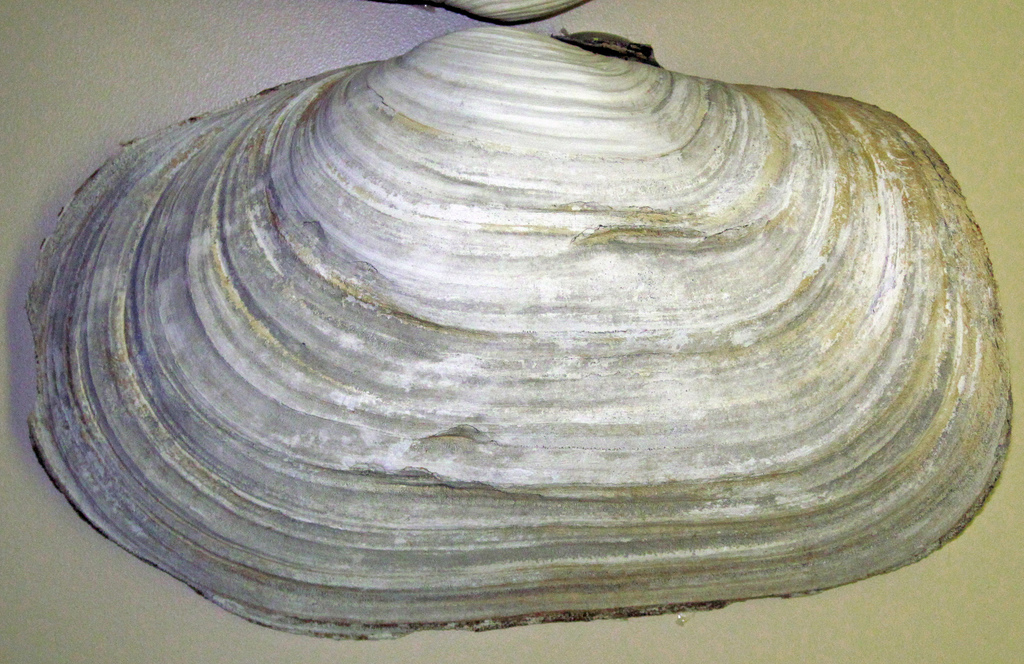 Pacific geoduck