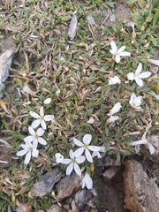 Montia sessiliflora
