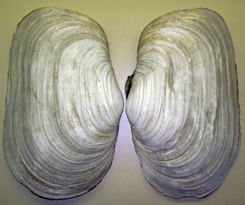 Photo of a Geoduck Clam