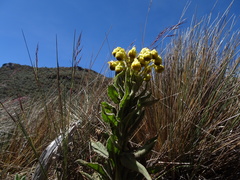 Senecio isabelis