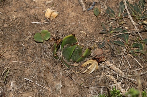 Tulista marginata