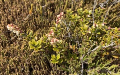 Gaultheria colensoi
