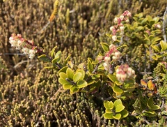 Gaultheria colensoi