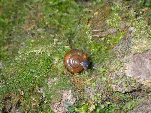 Oxychilus observed 2025-11-21