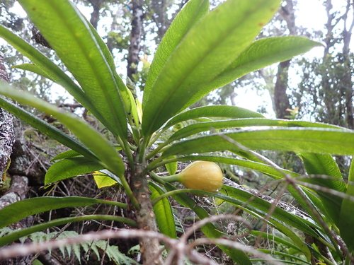 Clermontia arborescens observed 2025-11-22