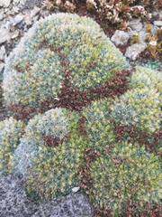 Myosotis pulvinaris