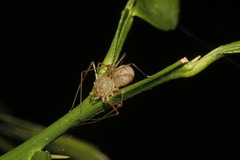 Scytodes itzana