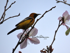 Icterus cucullatus