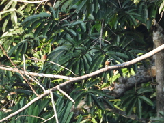 Galbula chalcothorax