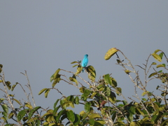 Cotinga maynana
