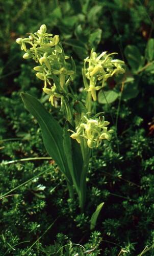 Aleutian bog orchid (Platanthera tipuloides)