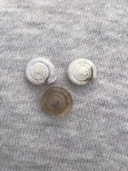 Polygyrinae