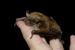 Myotis dasycneme