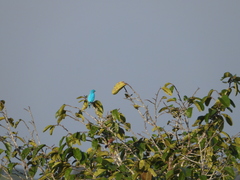Cotinga maynana