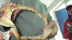 Carcharhinus plumbeus